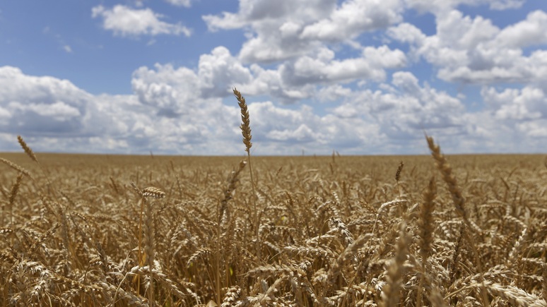 DWN: без пшеницы из России и Украины многим странам грозит голодный кризис