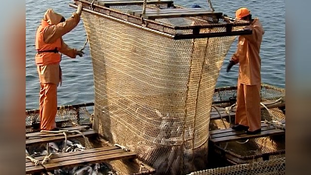 Норвежскому лососю закрыли российский рынок