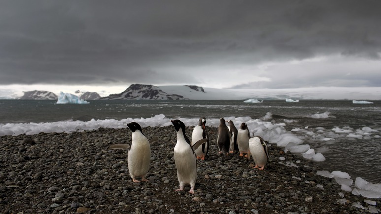 Das Erste: рекордное «тепло» — температура в Антарктике на 30 °С выше нормы