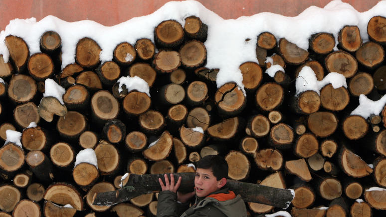 Sankei: эмбарго на импорт древесины из России снова грозит Японии «лесным шоком»