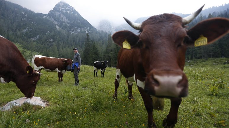 Focus: немцев готовят к очередному подорожанию молочных продуктов