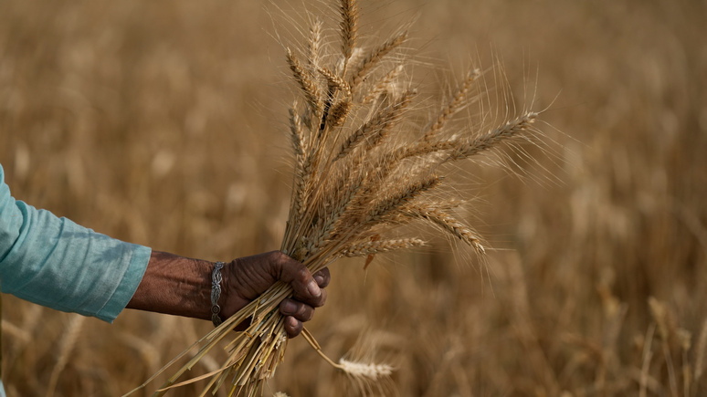 CNBC: не только Индия — запрет на экспорт продуктов питания ввели уже в дюжине стран