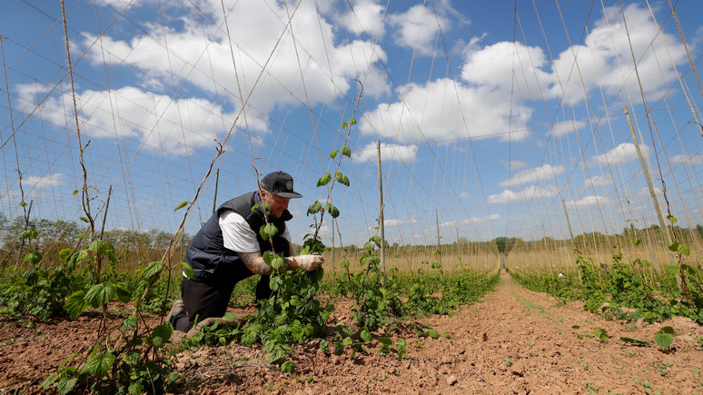 Independent: меньше урожая, больше импорта — британские фермеры рассказали о последствиях брексита