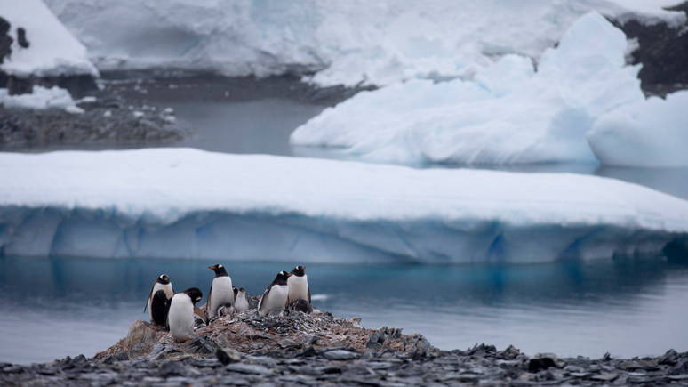 Times: загрязнение микропластиком добралось и до Антарктиды