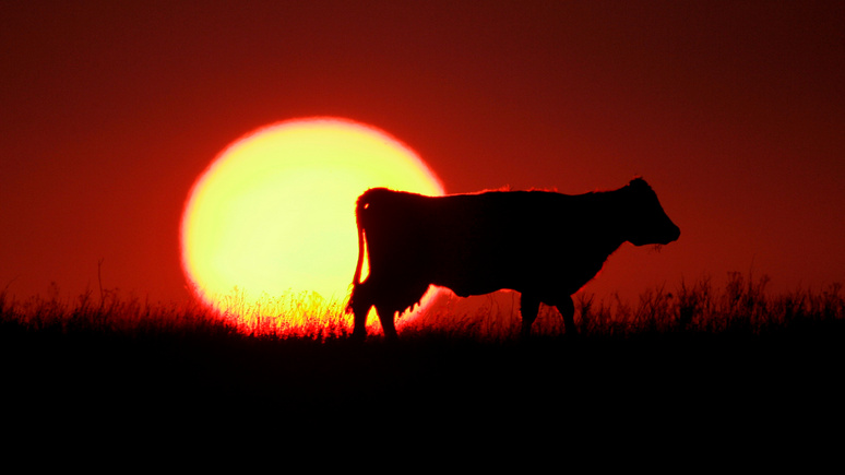 Guardian: аномальная жара вызвала массовый падёж скота в США