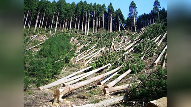 IKEA подозревают в вырубке реликтовых карельских лесов