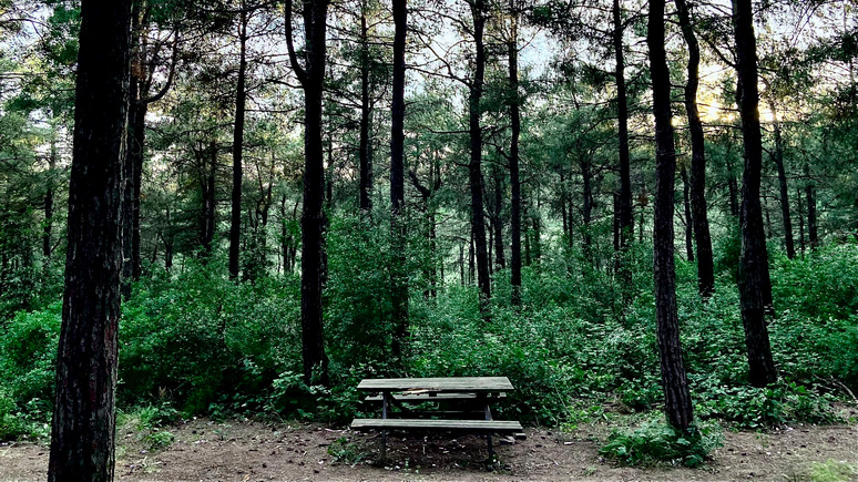 ERR: эстонцы всё активнее крадут дрова с площадок для отдыха