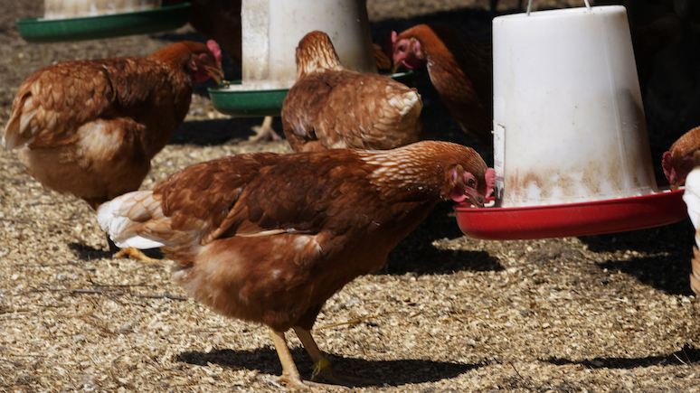 Guardian: еженедельно в Великобритании напрасно умирает миллион куриц, чтобы цены в магазинах оставались низкими