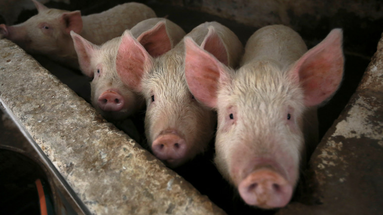 Nature: учёным удалось частично оживить некоторые органы у мёртвых свиней