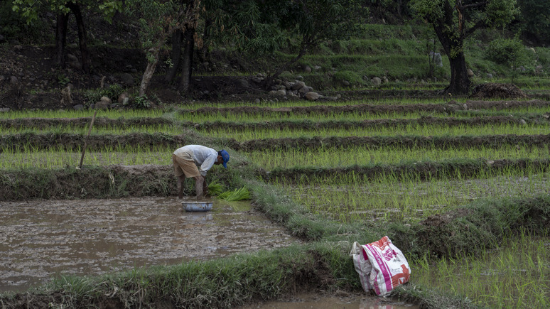 CNBC: серьёзный удар для азиатских стран — Индия запретила экспорт дроблёного риса