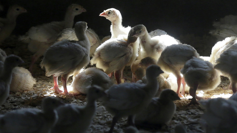 Guardian: «беспрецедентный» уровень заражаемости — Европу встревожил птичий грипп