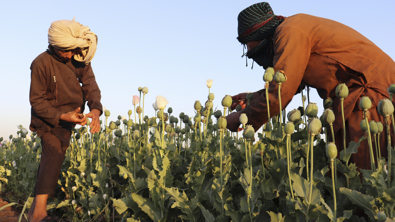 CBS News: производство опиума в Афганистане подскочило за год почти на треть