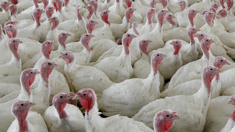 Daily Telegraph: карантин домашней птицы из-за птичьего гриппа может привести к каннибализму