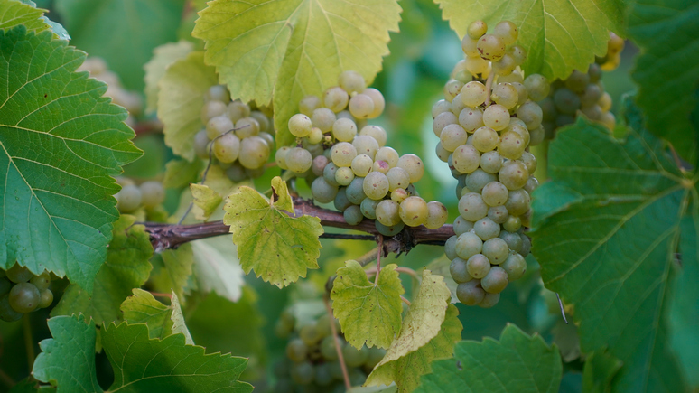 Guardian: потепление климата помогает Швеции развивать виноделие