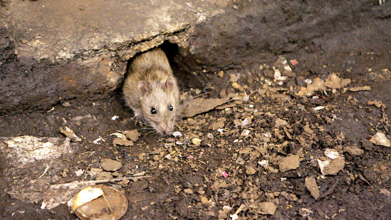 Guardian: власти Нью-Йорка учредили должность «царя крыс» для борьбы с грызунами, атакующими американский мегаполис