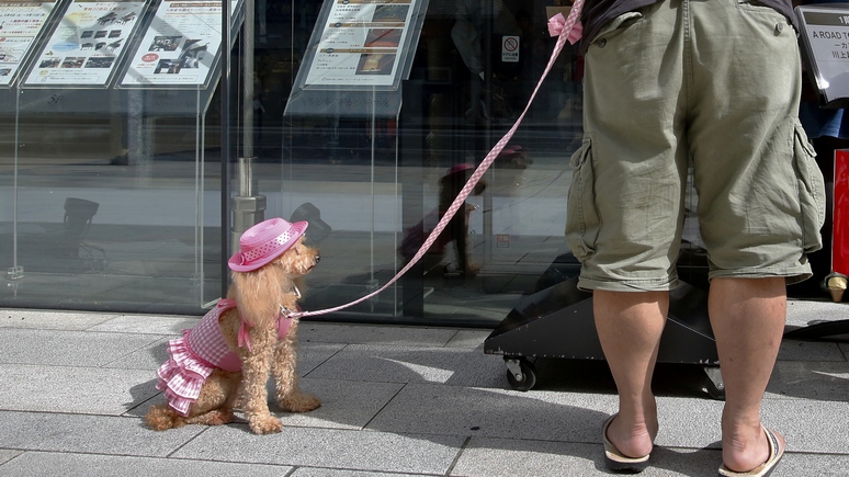 Das Erste: вместо детей японцы всё чаще предпочитают заводить собак