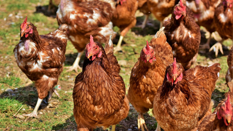 Asahi Shimbun: на птицефермах Японии уничтожат рекордное поголовье из-за вспышек птичьего гриппа