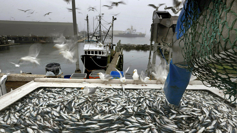 Hill: исследование в США показало повышенный уровень содержания химикатов в пресноводной рыбе