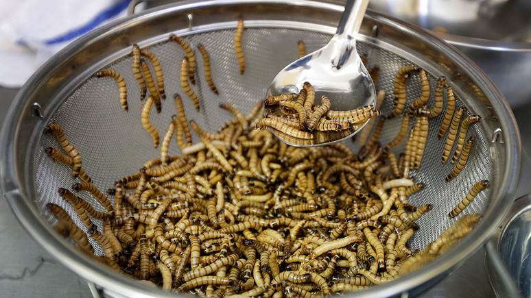 Firstpost: тоже еда — в Европе признали годными к употреблению мучных червей и сверчков