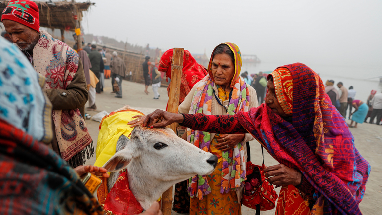 Evening Standard: власти Индии призвали граждан обниматься с коровами в День святого Валентина