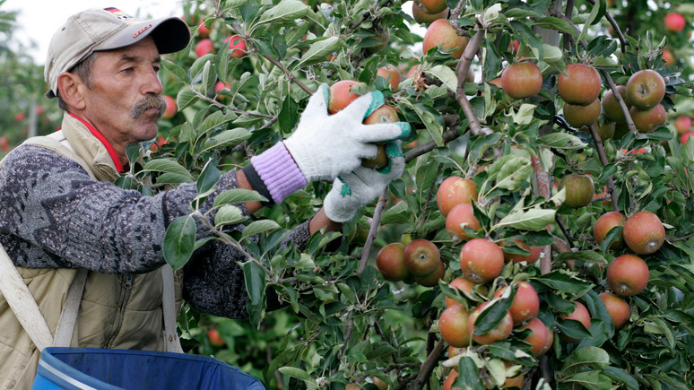 Interia: рынок рухнул — польские производители яблок просят о помощи из-за запрета на торговлю с Россией