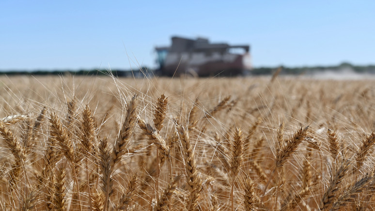 Le Figaro: восточноевропейские фермеры стали жертвами наплыва украинской пшеницы