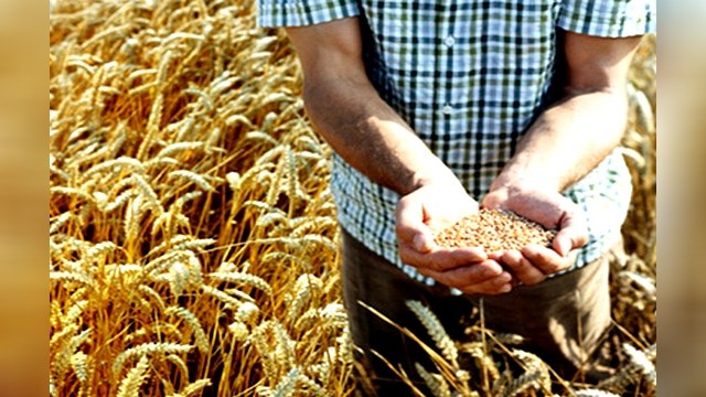 Россия не намерена ограничивать экспорт зерна 