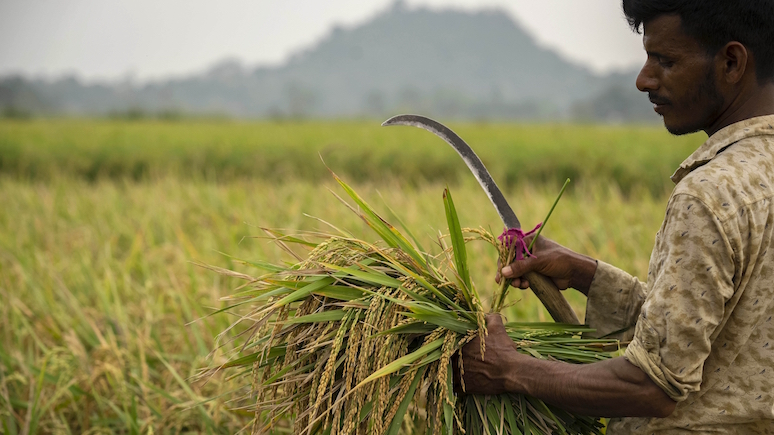 Отразится прежде всего на беднейших странах — Economist о последствиях запрета на экспорт риса из Индии