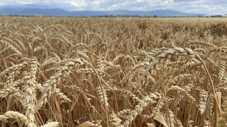 Das Erste: фермеры Германии боятся остаться ни с чем из-за дешёвого украинского зерна