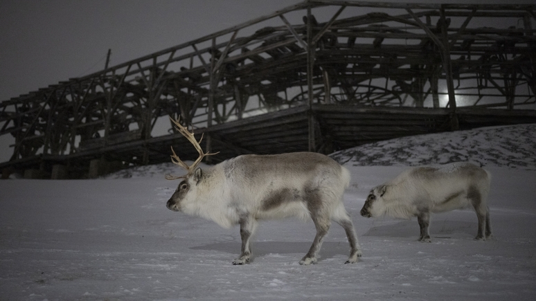 AP: против оленьих побегов — Норвегия восстанавливает забор на границе с Россией
