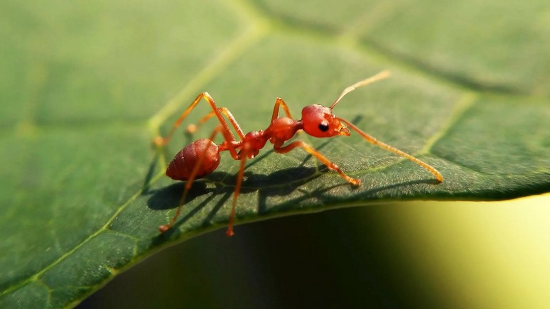 Guardian: Европе угрожает нашествие красных огненных муравьёв