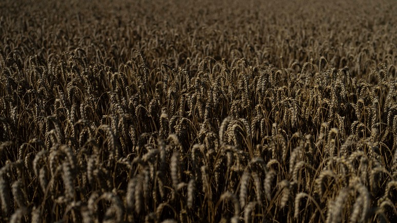 Zonebourse: российский экспорт сдерживает цены на пшеницу
