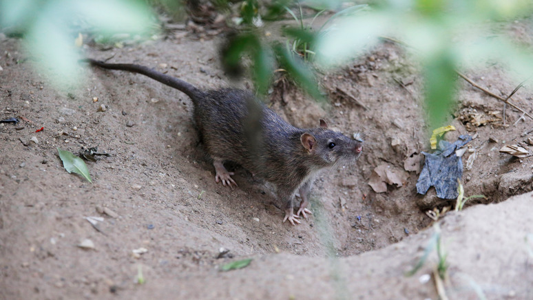 СТРАНА: украинские военные жалуются на табуны мышей в окопах