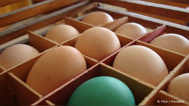 Международные финансисты присматриваются к российским яйцам