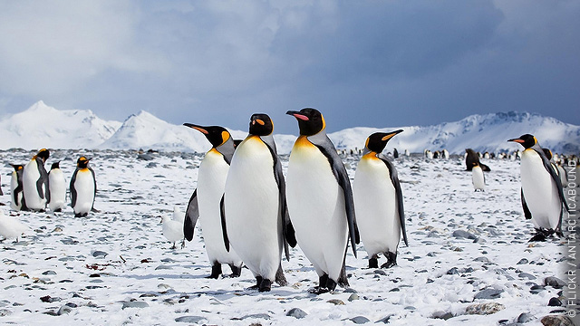 Россия мешает экологам защищать животных в Антарктиде