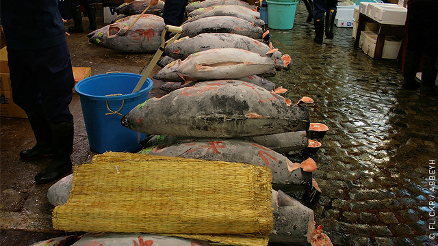 За борьбу с браконьерами Японию поощрили увеличением квоты