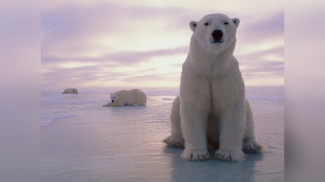 Арктика может остаться без «хозяина» 