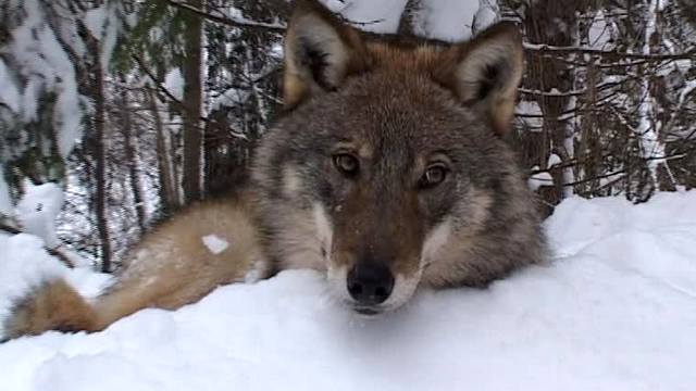 В Якутии объявлена награда лучшему спасителю от волков