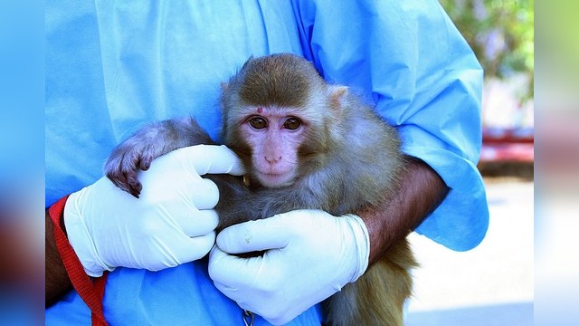 Daily Mail: иранская обезьяна повторила судьбу знаменитой Лайки