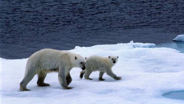 В России процветает нелегальная торговля шкурами белых медведей