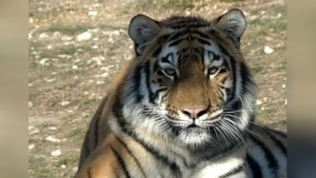Браконьерство ставит под угрозу существование амурского тигра