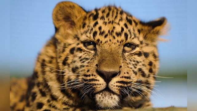 У амурского леопарда появились шансы на выживание