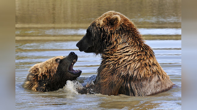 Дальневосточные медведи выбирают токсикоманию