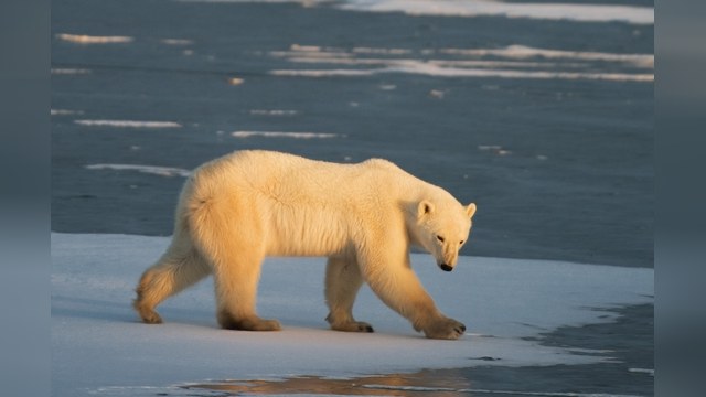 Российских медведей отстреливают по канадским лицензиям