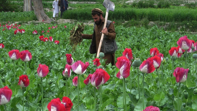 США не дадут России отобрать заработок у афганских наркофермеров 
