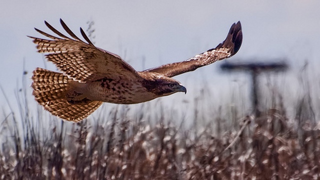 Вашингтонские ястребы не терпят чужой независимости