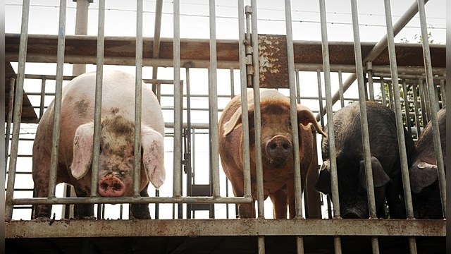 Онищенко: Африканская чума свиней в России – диверсия Грузии