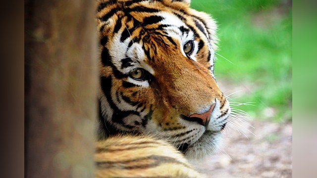 Амурским тиграм грозит гибель от «собачьего» вируса 