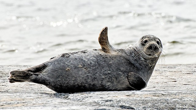Экологи спасают тюленей от «Северного потока»