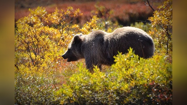 Власти Якутии разрешили отстреливать бурых медведей